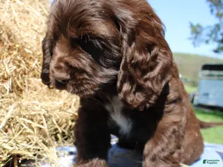 Cocker Spaniel dogs River - Ad 7