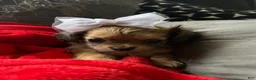 Mixed Breed dogs for sale: Mixed Breed 3 - Ad 1
