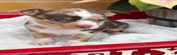Chihuahua dogs for sale: Chestnut - Ad 6