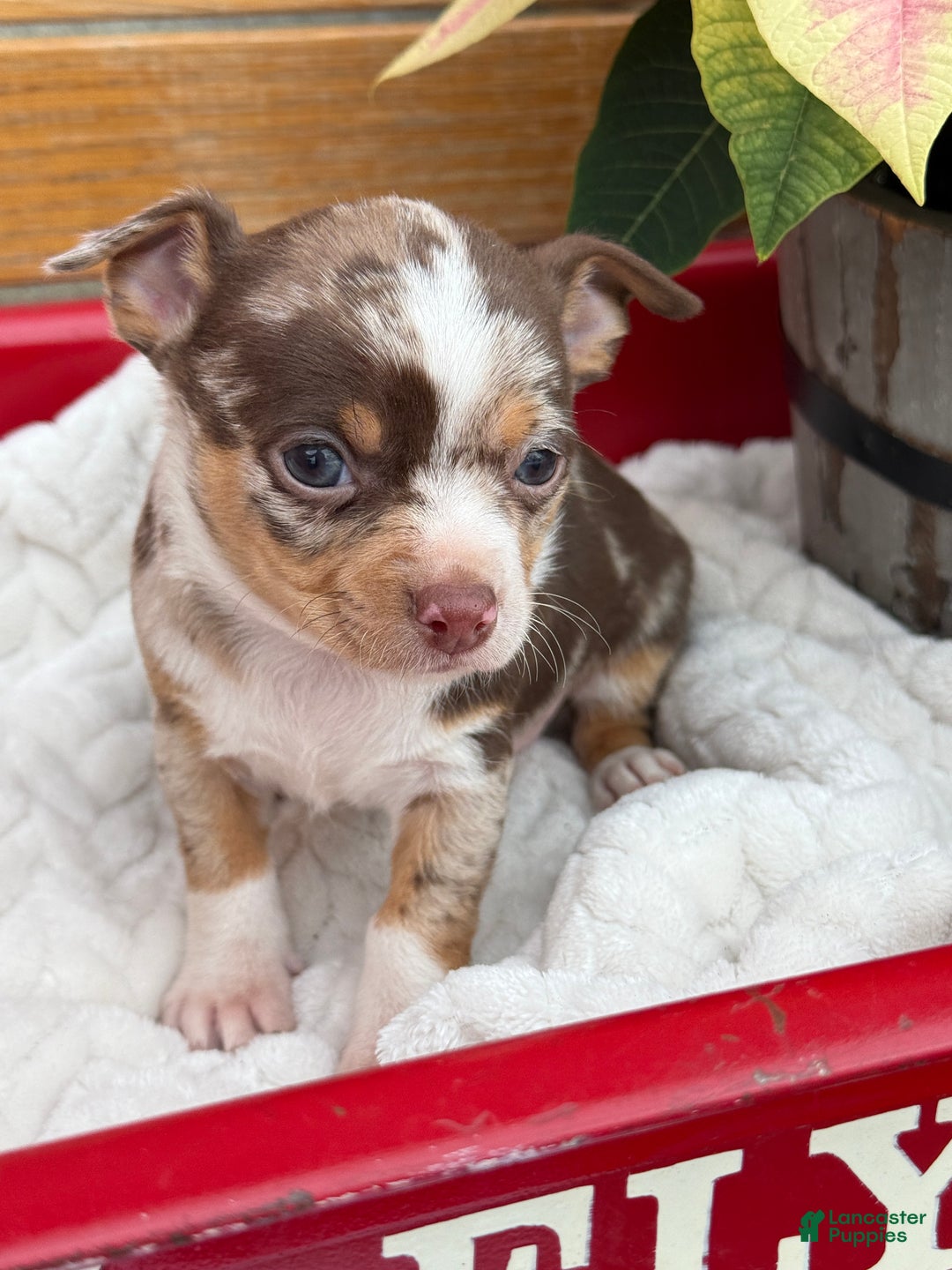 Chihuahua dogs for sale: Chestnut - Ad 6