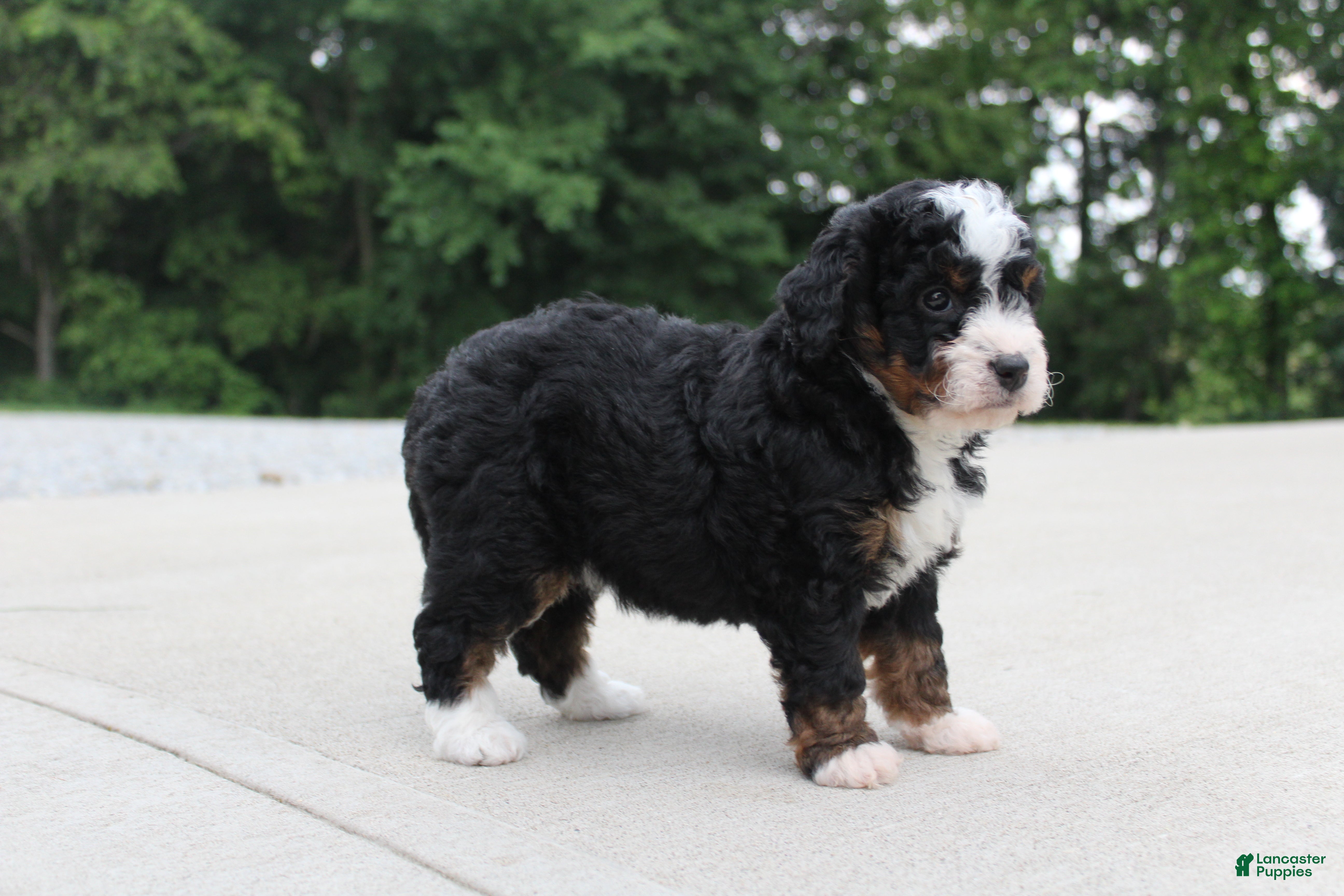 Mini Bernedoodle dogs Shiloh  - Ad 2