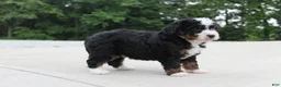 Mini Bernedoodle dogs for sale: Shiloh  - Ad 2