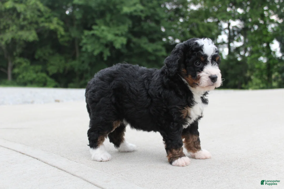 Mini Bernedoodle dogs for sale: Shiloh  - Ad 2