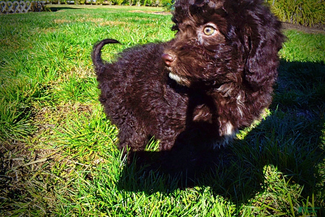 Havapoo dogs for sale: Iggy - Ad 11