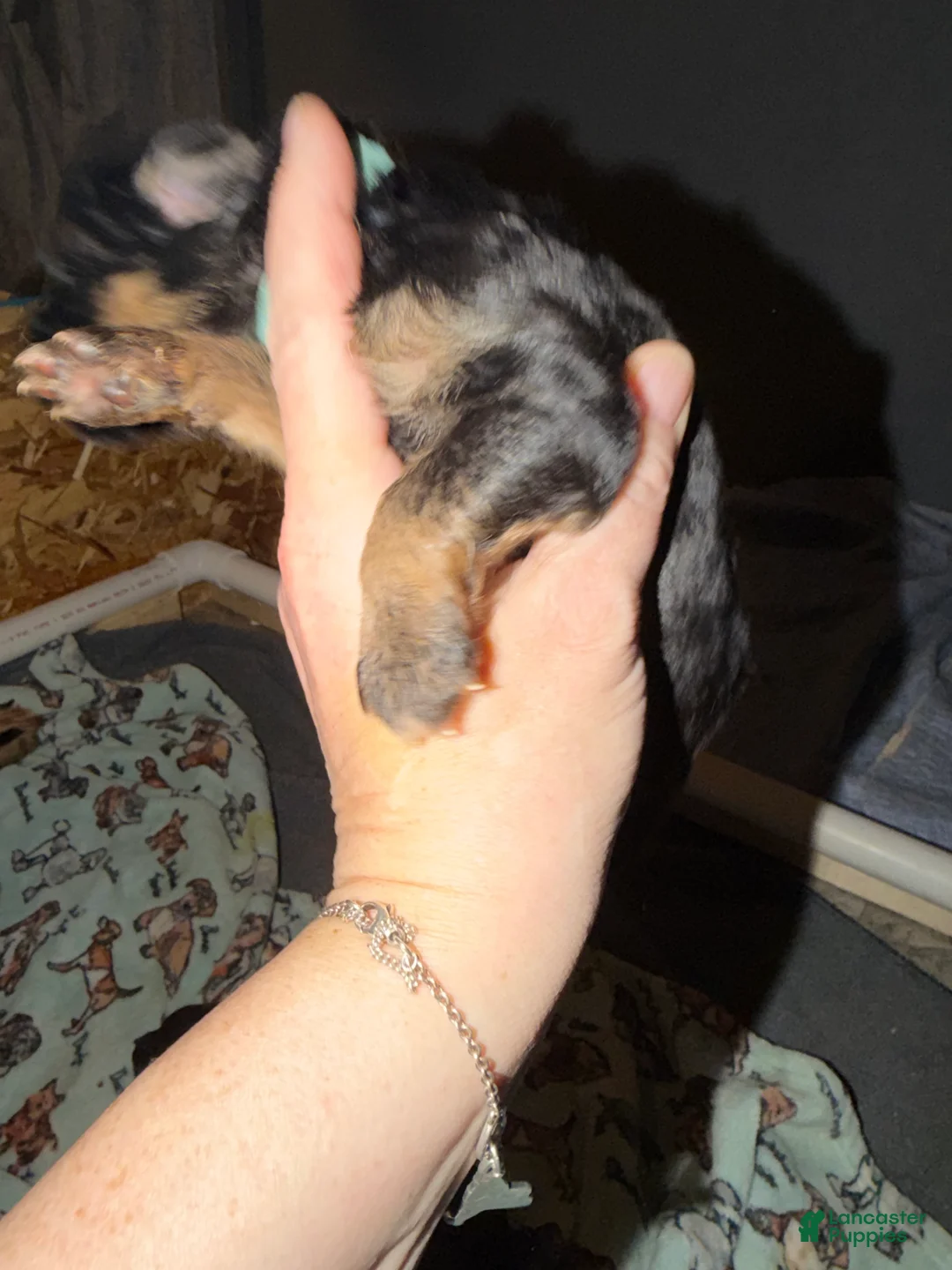 German Shepherd dogs for sale: German Shepherd Puppy 3 - Ad 2