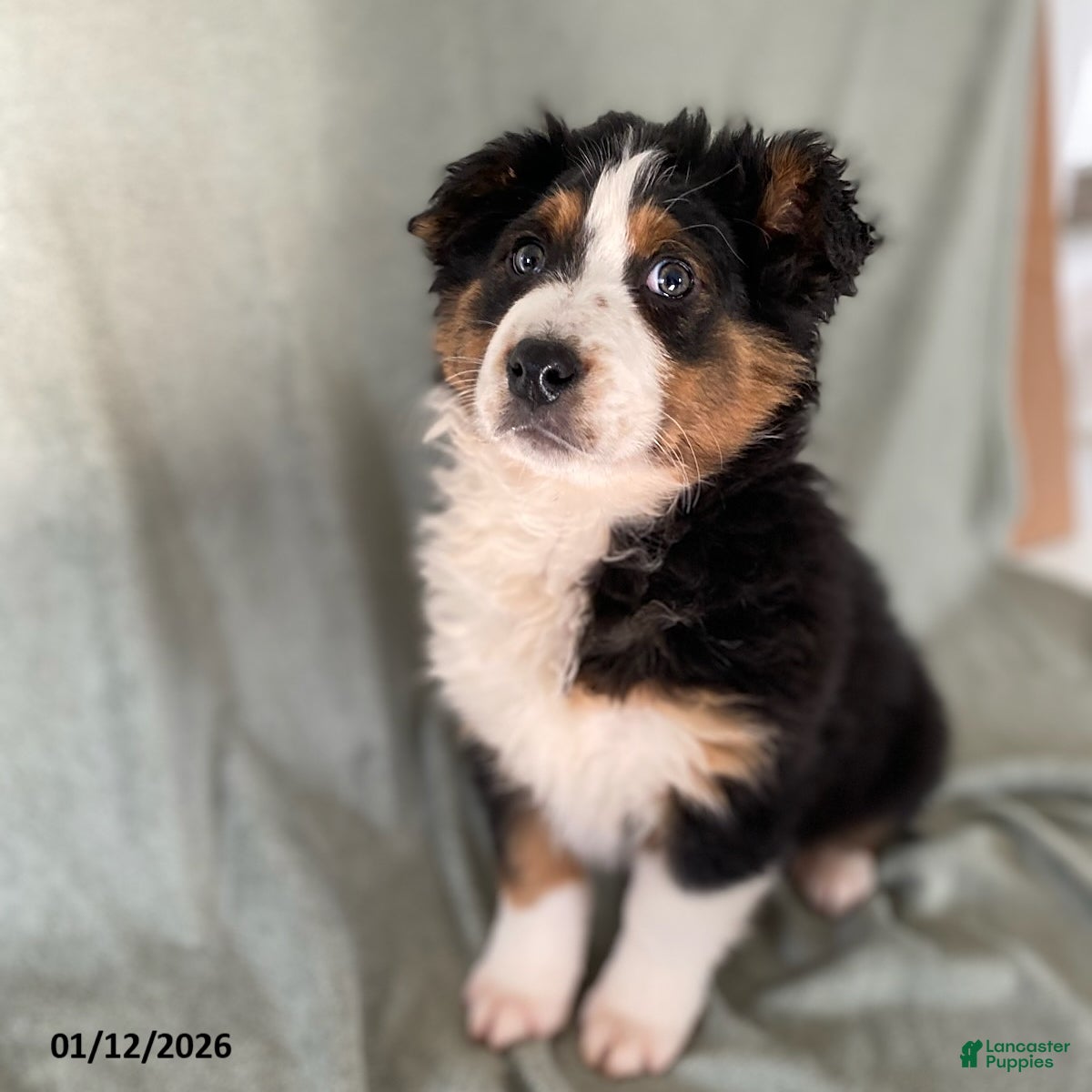 Australian Shepherd dogs Sweetie - Ad 2