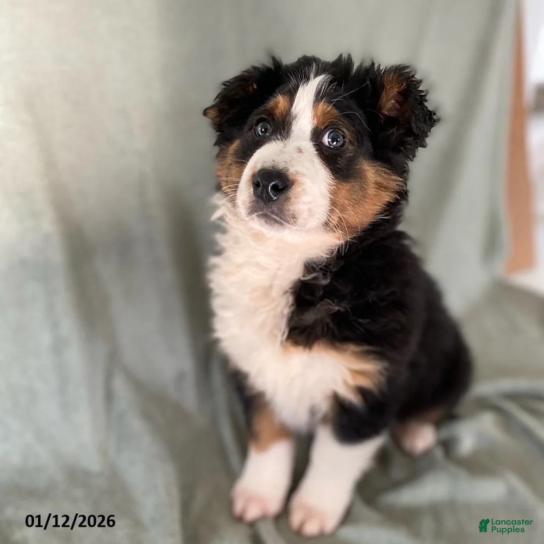 Australian Shepherd dogs for sale: Sweetie - Ad 2