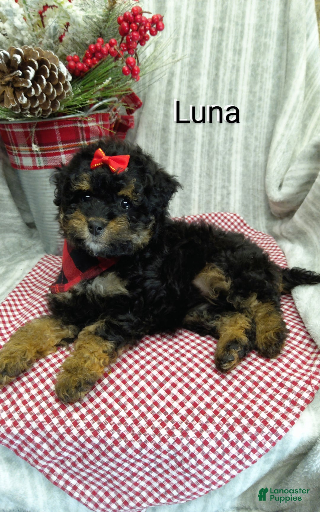 Mini Bernedoodle dogs for sale: Luna - Ad 1