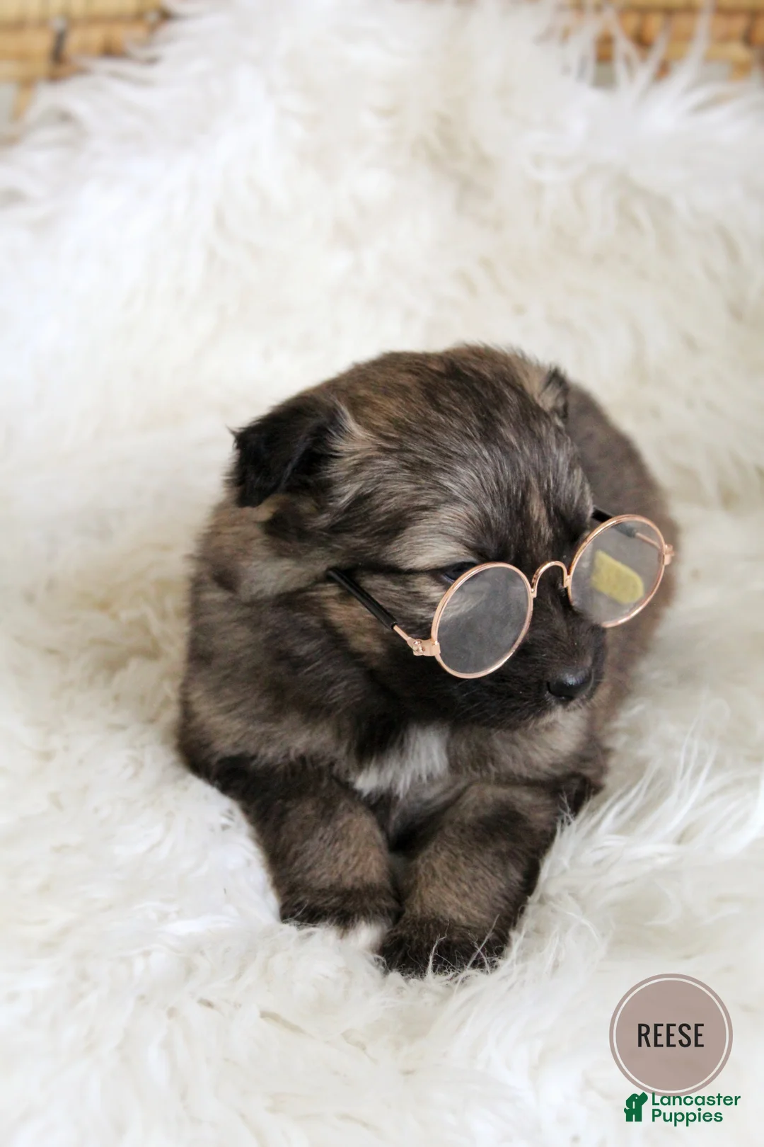 Mixed Breed dogs for sale: Reese - Ad 4