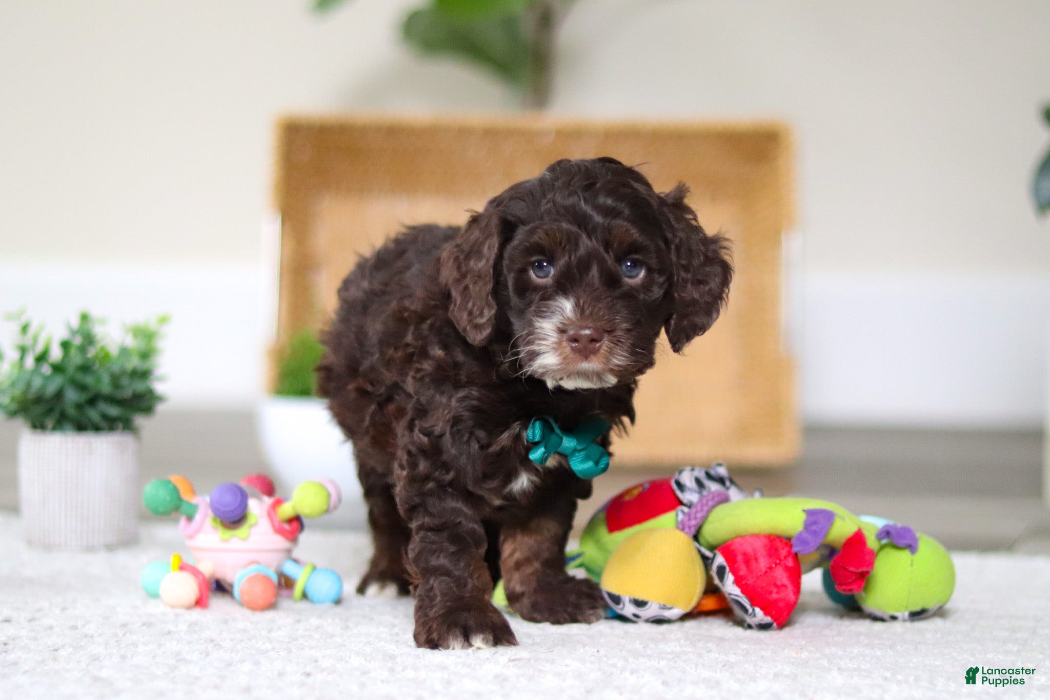 Cockapoo dogs Theo - Ad 14