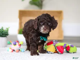 Cockapoo dogs Theo - Ad 14