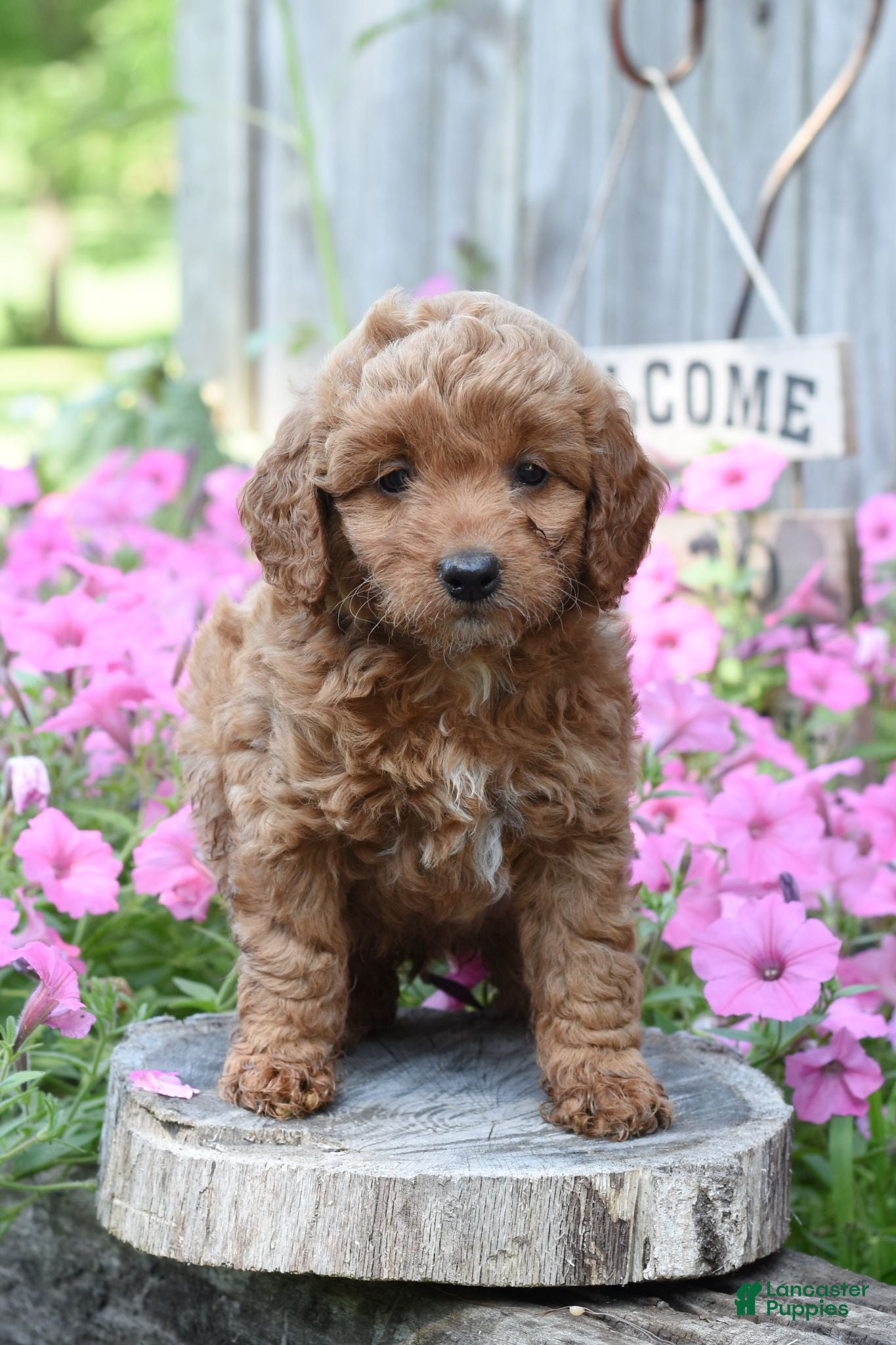 Cockapoo dogs Red - Ad 1