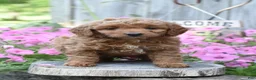 Cockapoo dogs for sale: Red - Ad 1