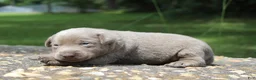 Labrador Retriever dogs for sale: Brody - Ad 4