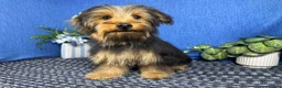 Yorkshire Terrier dogs for sale: Yorkshire Terrier 1 - Ad 5