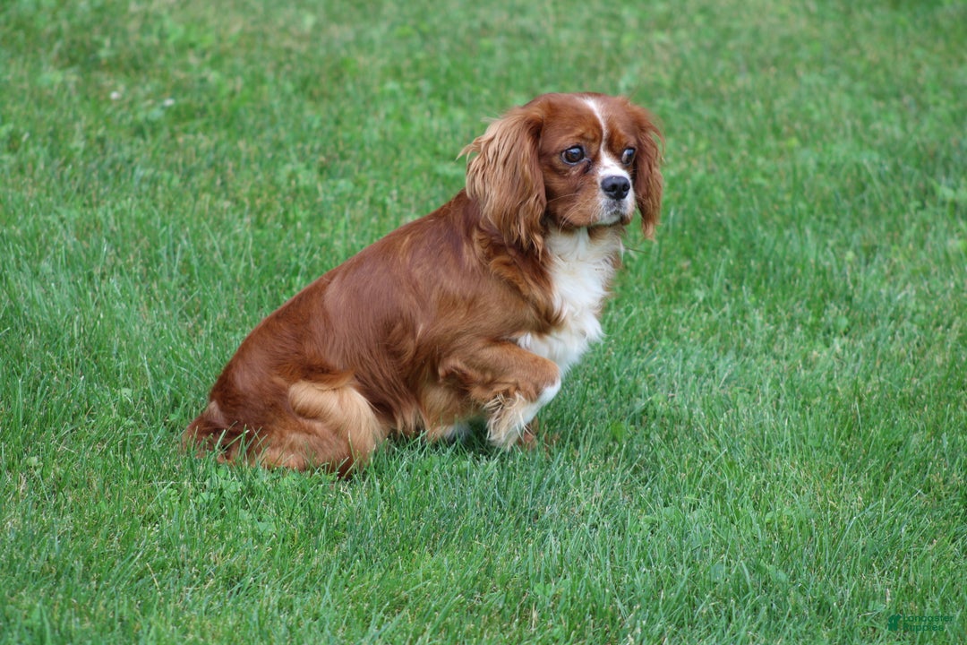 Cavachon dogs for sale: Freddie - Ad 7