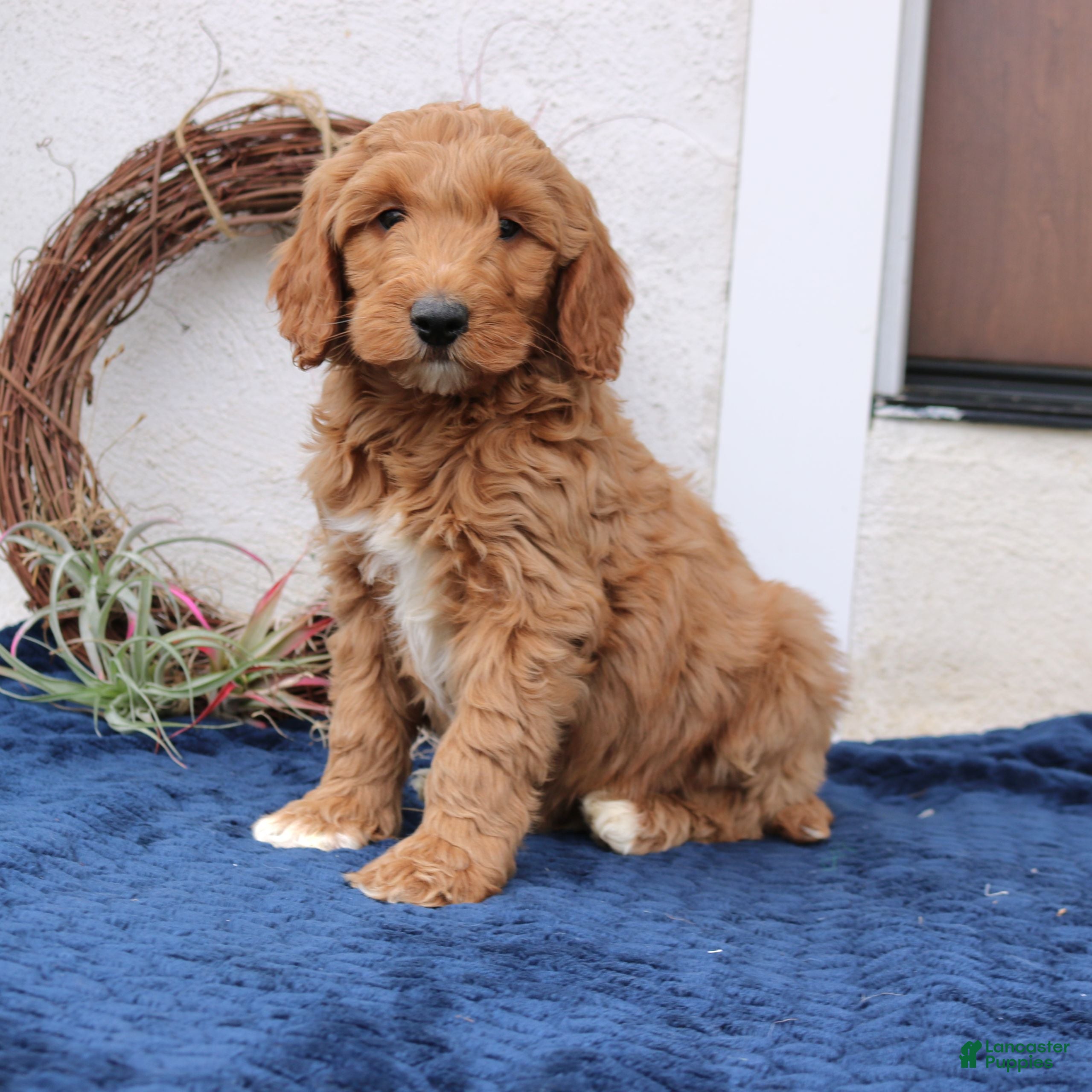 Mini Goldendoodle dogs Lennon  - Ad 18
