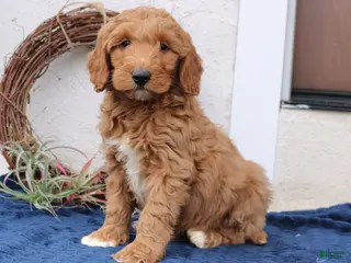 Mini Goldendoodle dogs Lennon - Ad 23