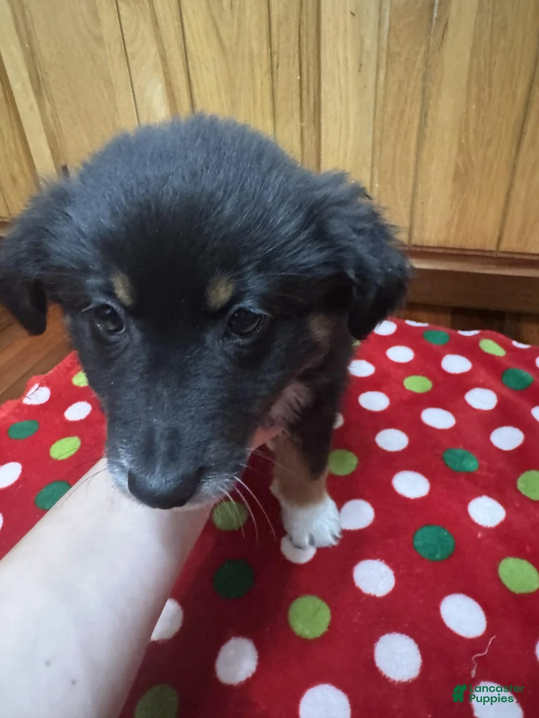 Australian Shepherd dogs for sale: Solstice - Ad 2