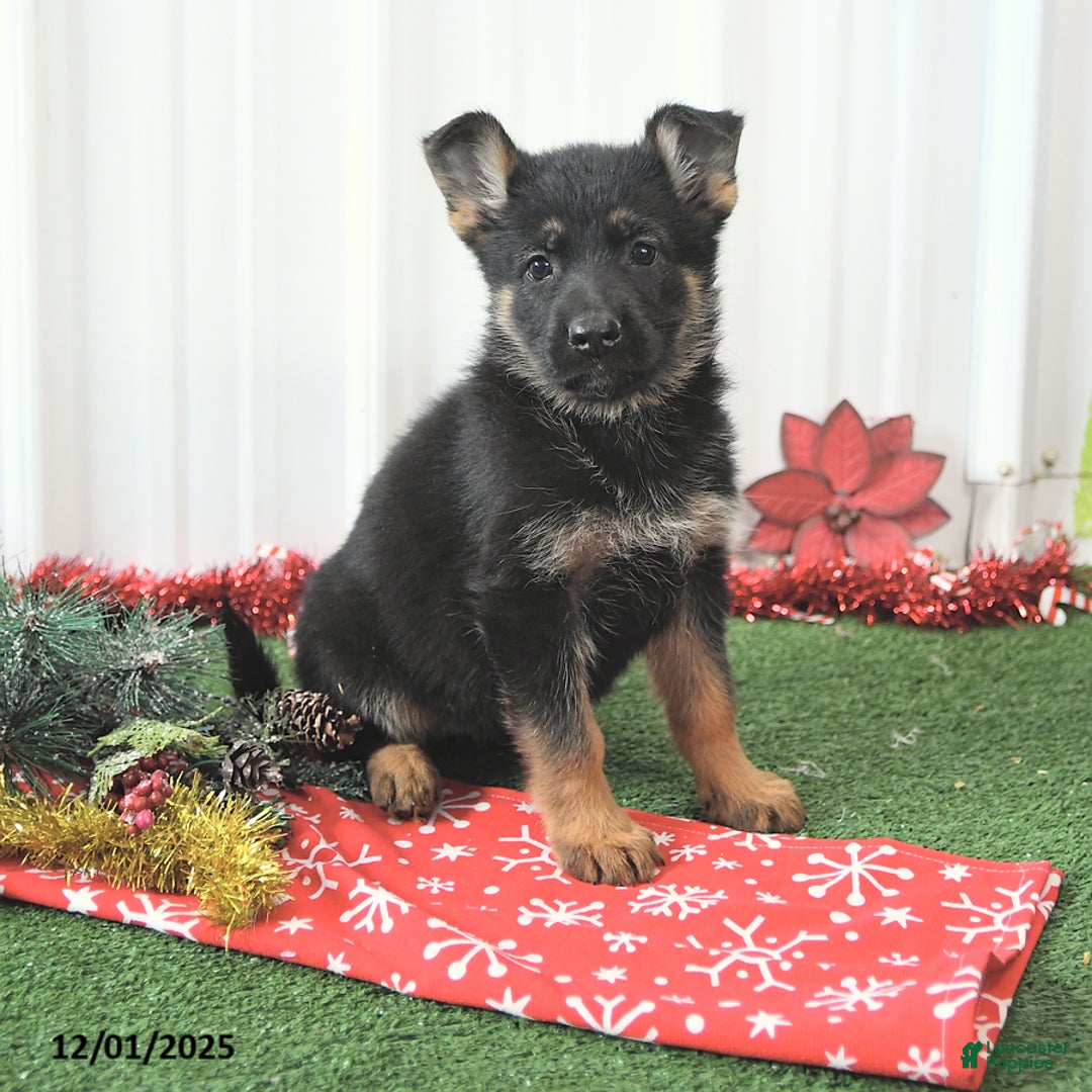 German Shepherd dogs for sale: Abby - Ad 3