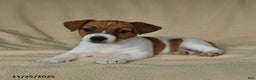Jack Russell Terrier dogs for sale: Heather - Ad 2