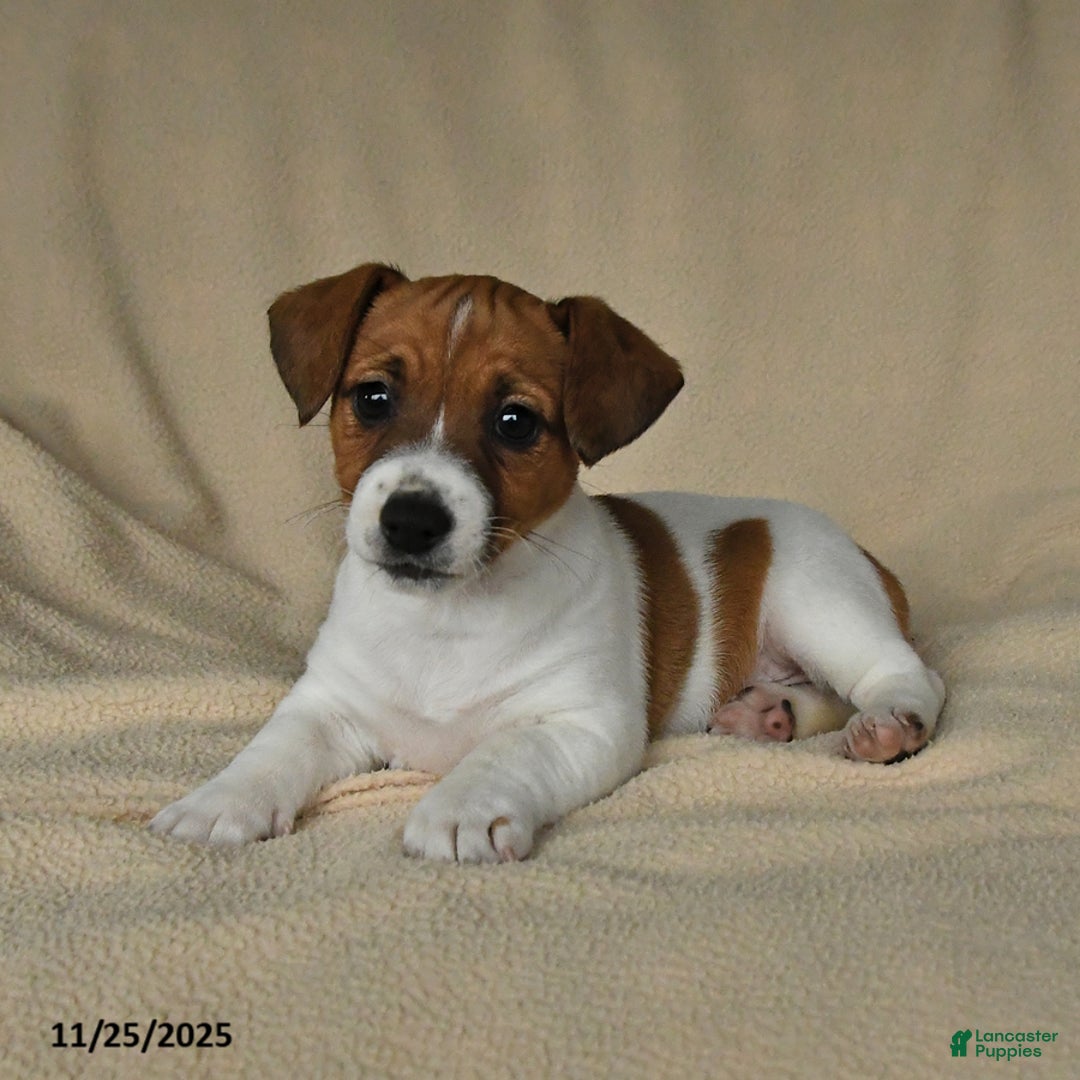 Jack Russell Terrier dogs for sale: Heather - Ad 2