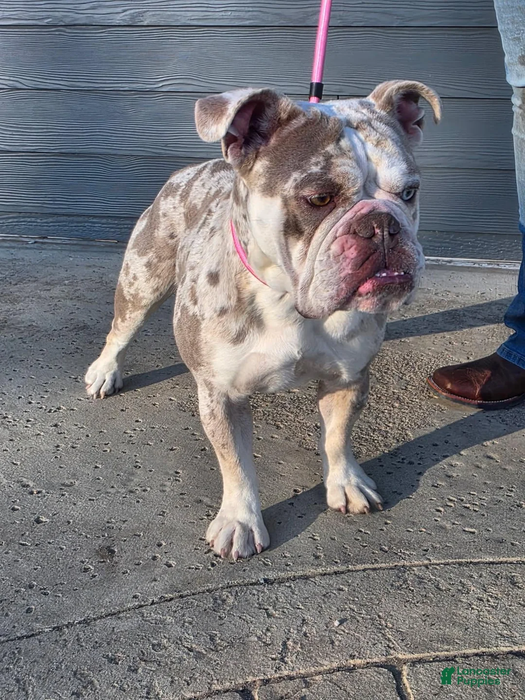 English Bulldog dogs for sale: English Bulldog Puppy 1 - Ad 7