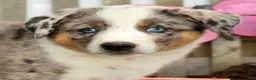 Australian Shepherd dogs for sale: Jasper - Ad 9
