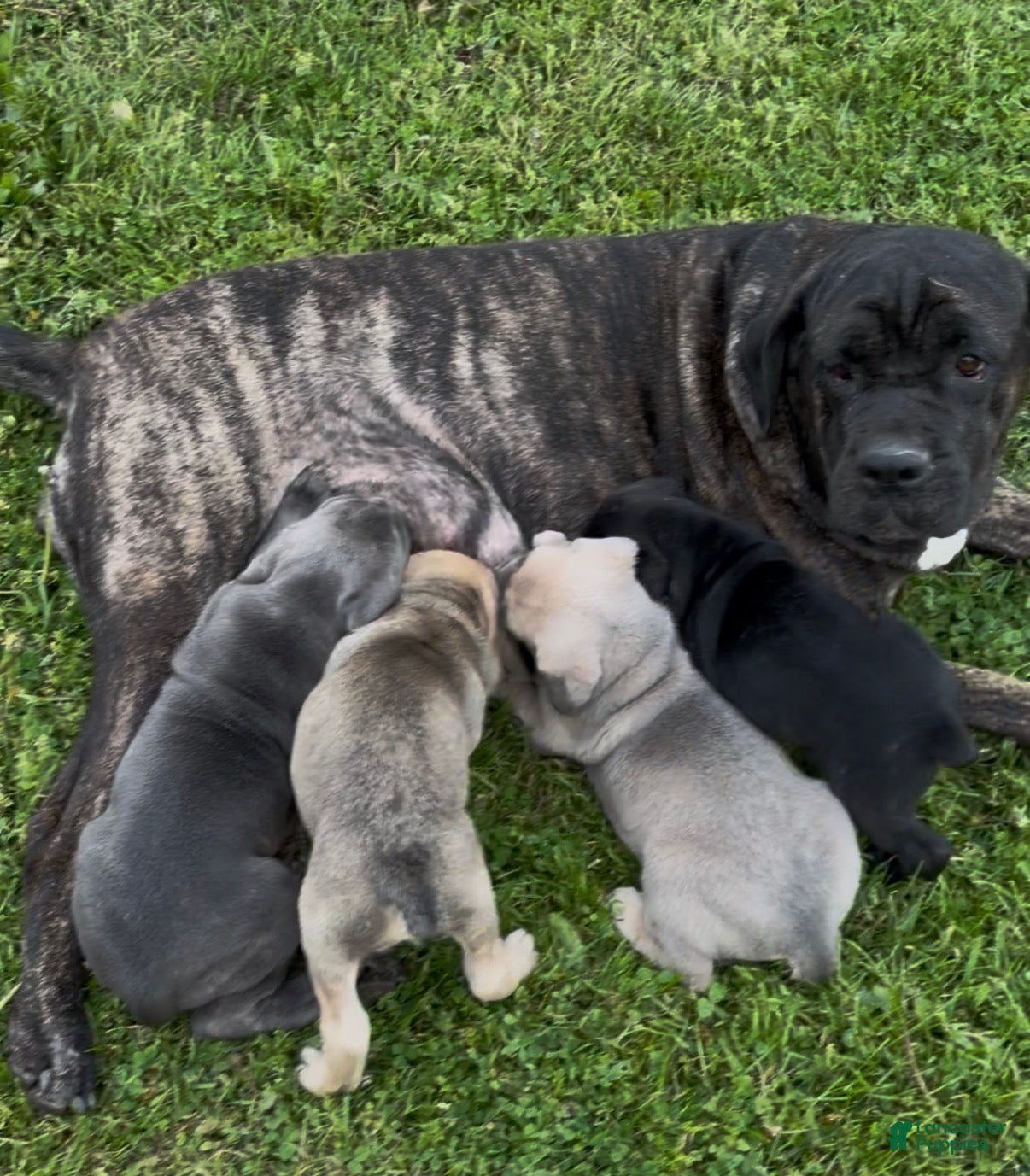Cane Corso dogs for sale: Cane Corso Puppy 1 - Ad 2