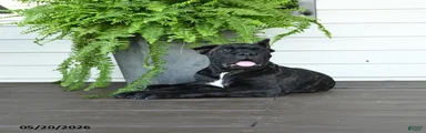 Buster
