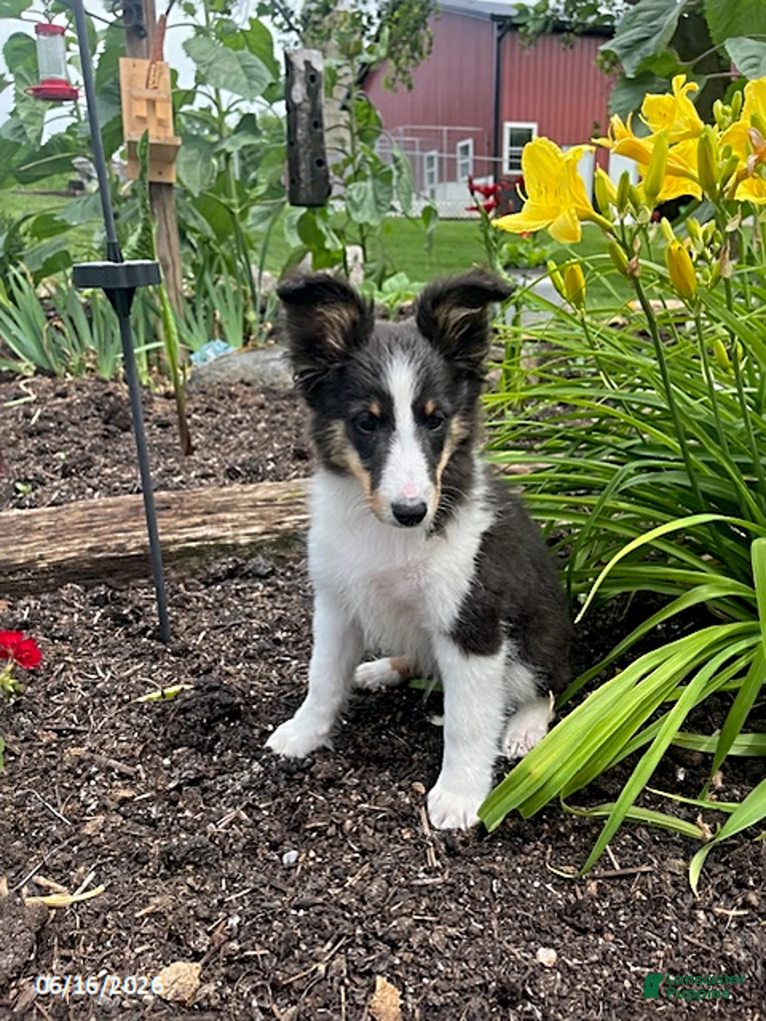 Shetland Sheepdog dogs for sale: Ceasar - Ad 1