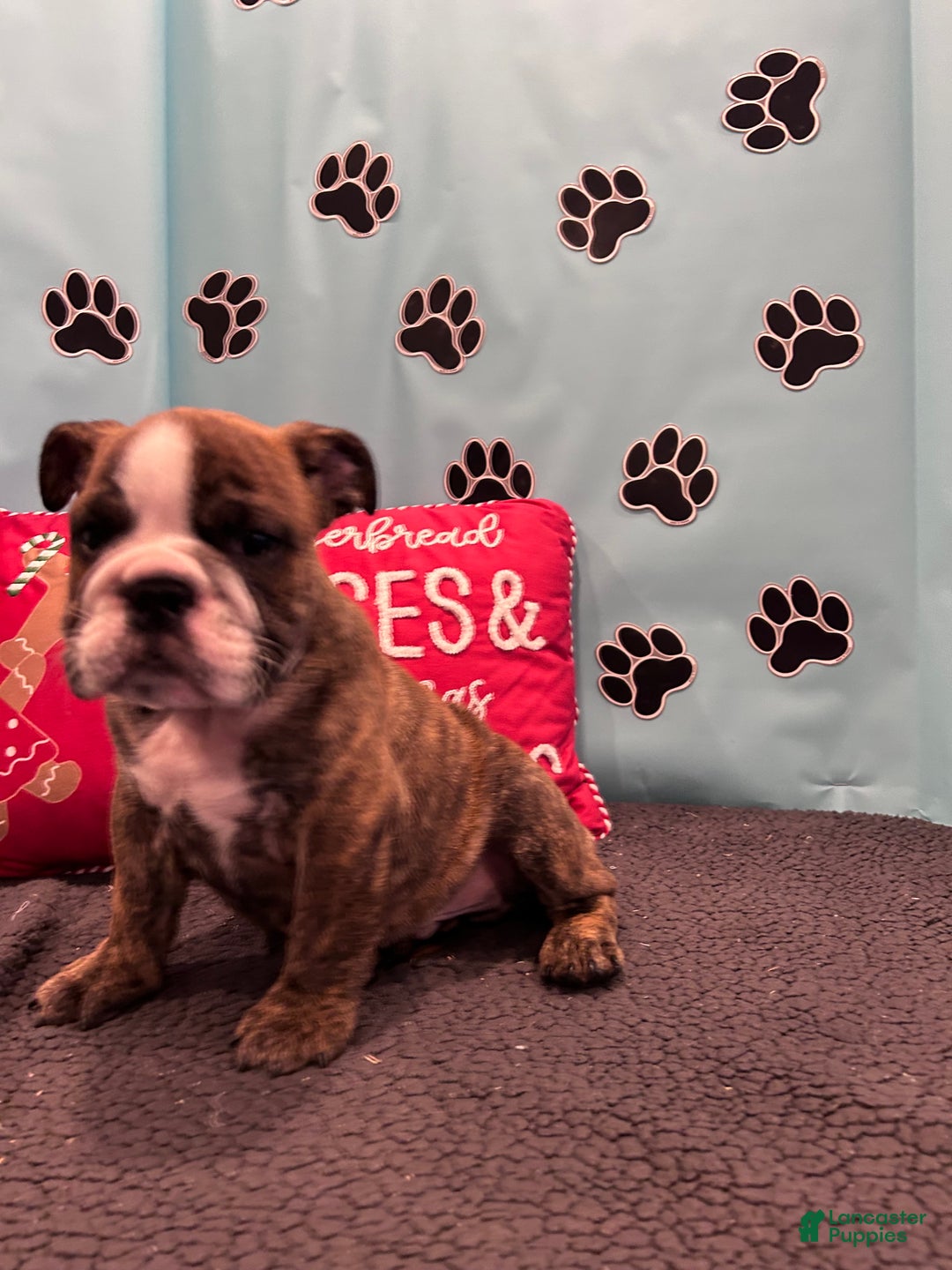 English Bulldog dogs for sale: SAWYER - Ad 11