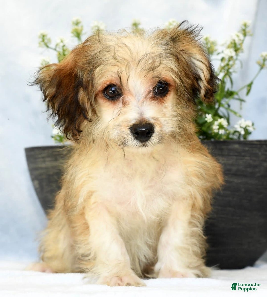 Havapoo dogs for sale: Owen - Ad 5