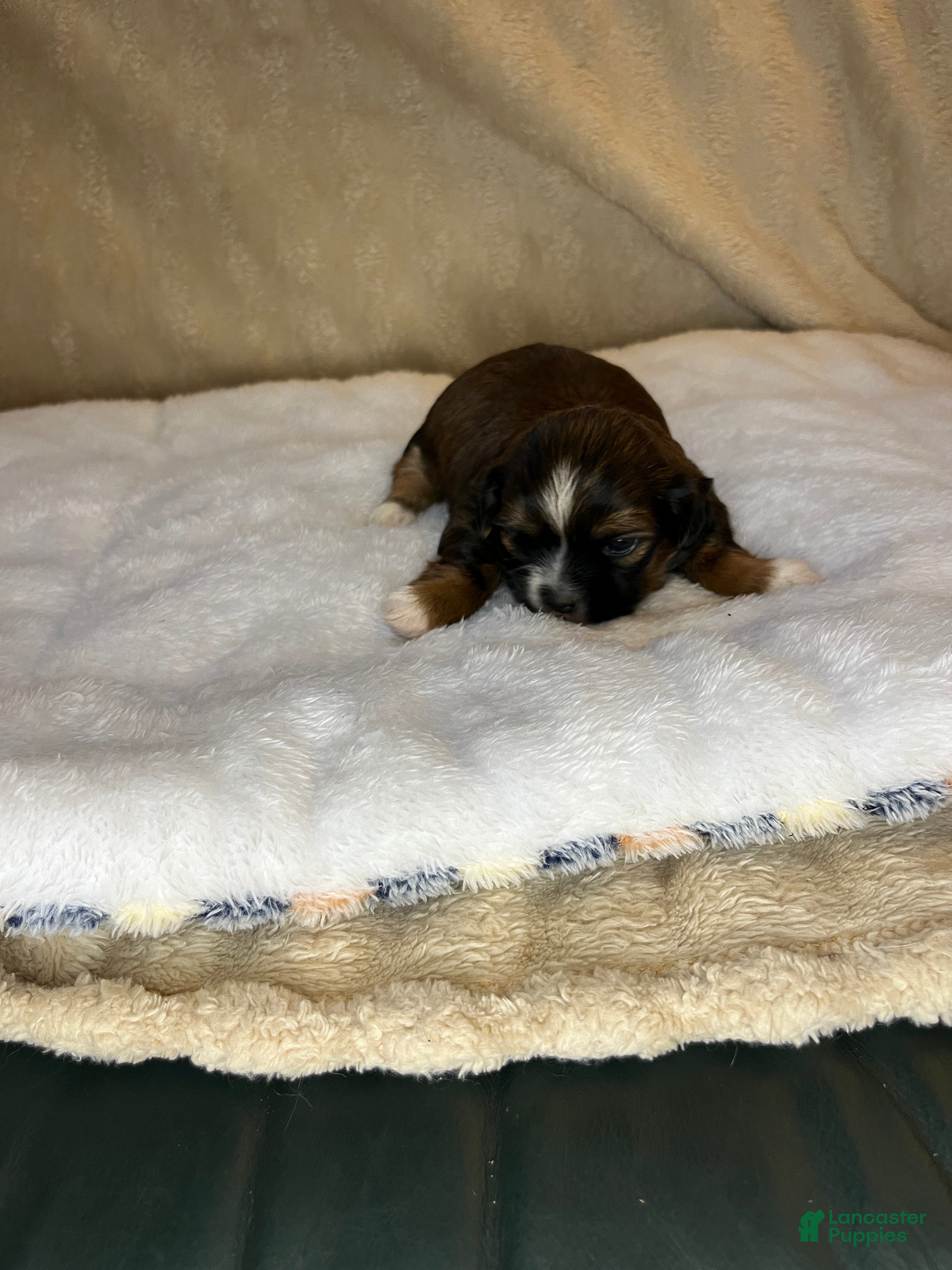 Shih Tzu dogs Sabbath  - Ad 29