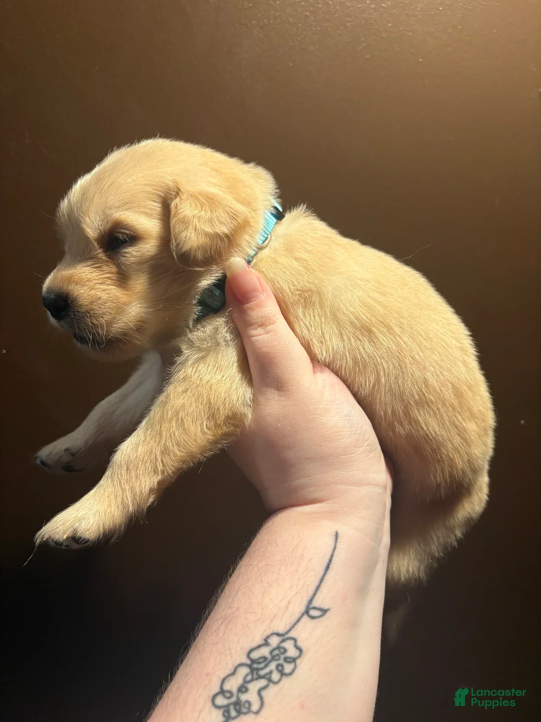 Golden Retriever dogs for sale: Croissant - Ad 2