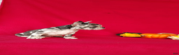 Frenchton dogs for sale: Roxy - Ad 7