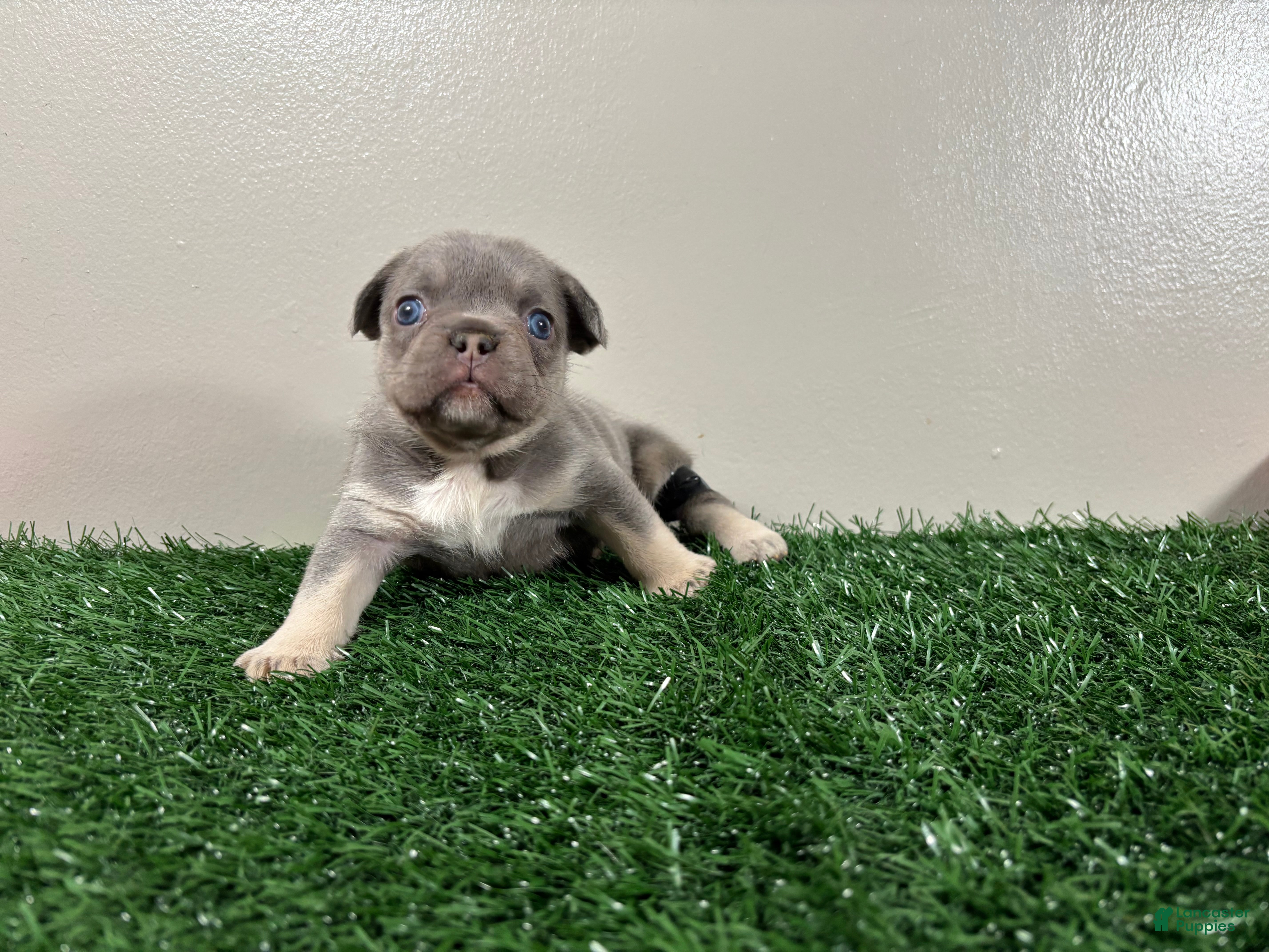 French Bulldog dogs Sissy - Ad 1