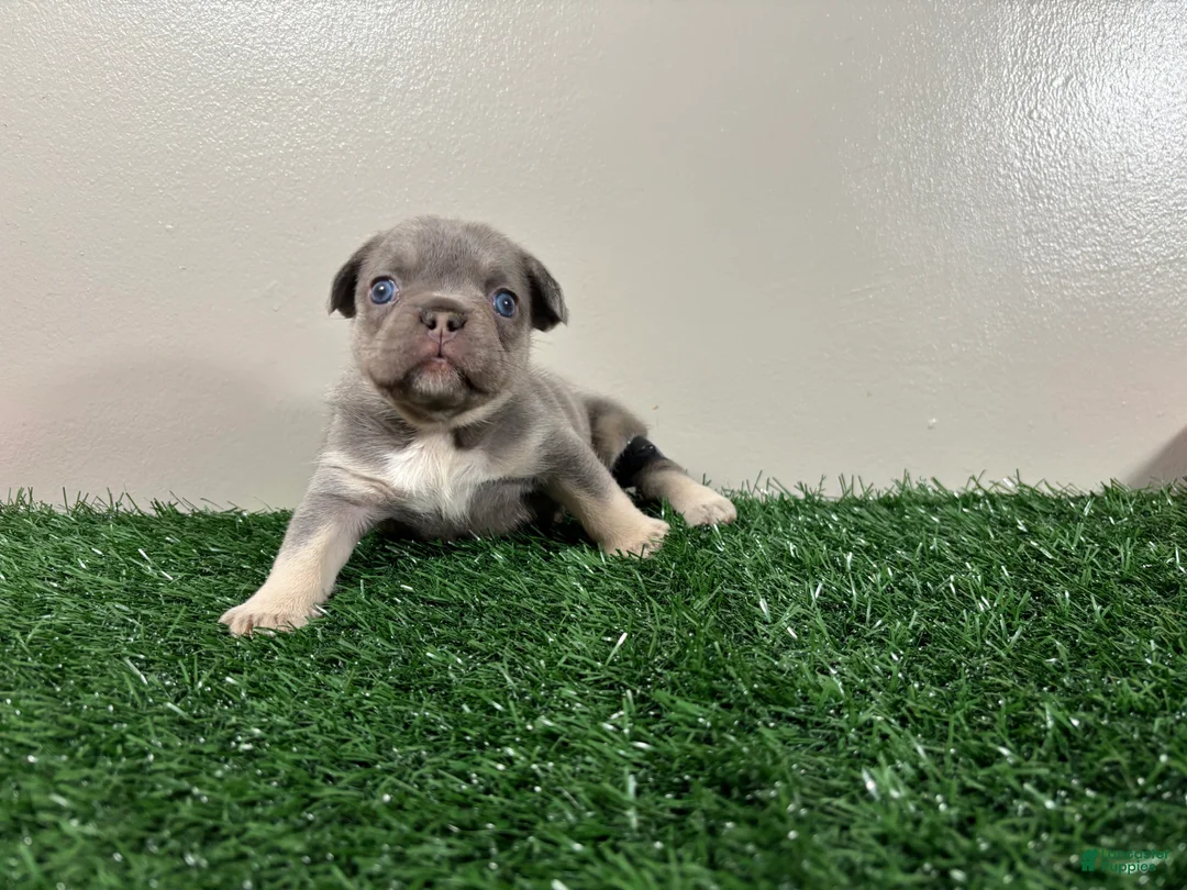 French Bulldog dogs for sale: Sissy - Ad 1