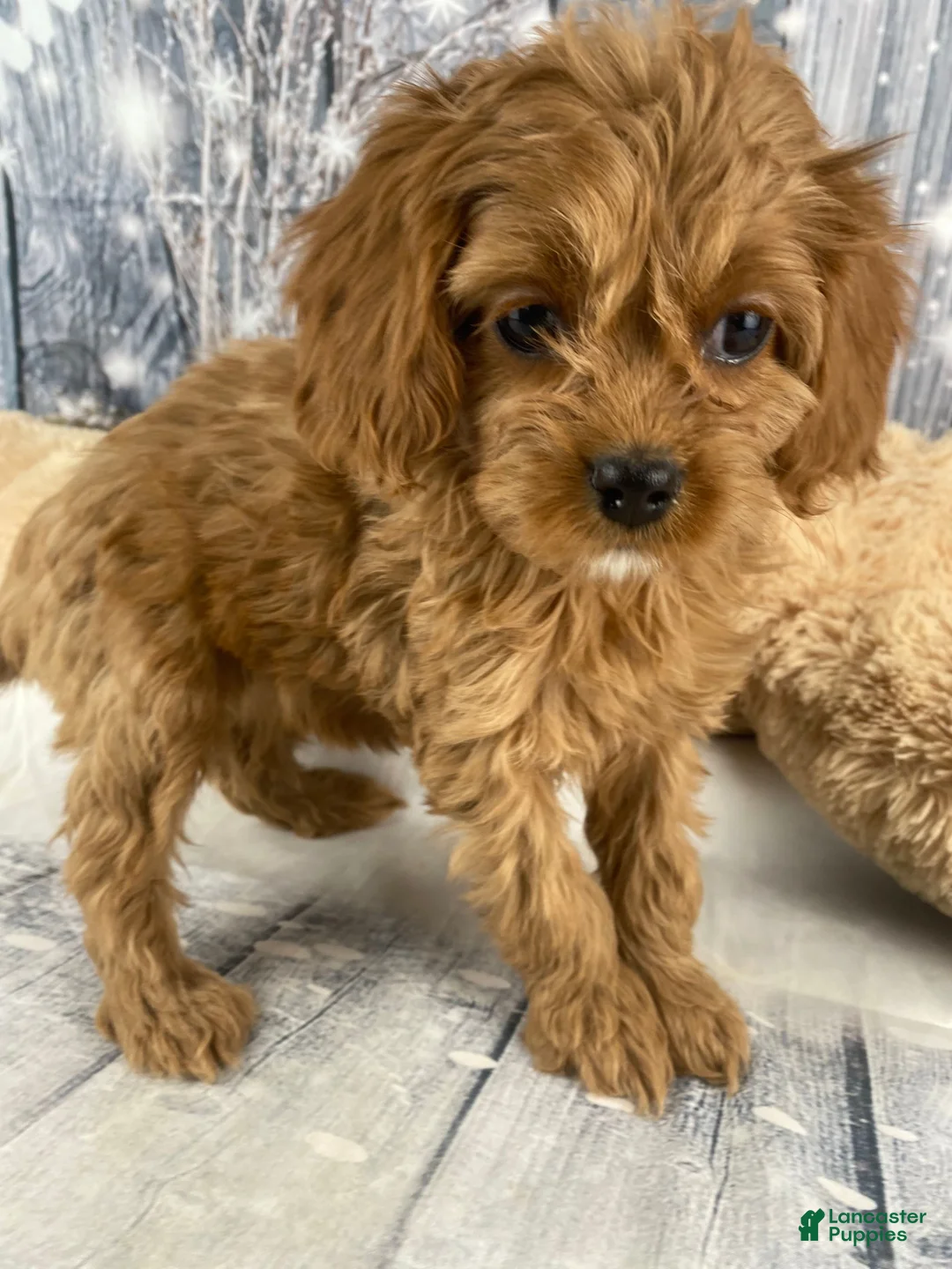 Cavapoo dogs for sale: Rosie - Ad 6