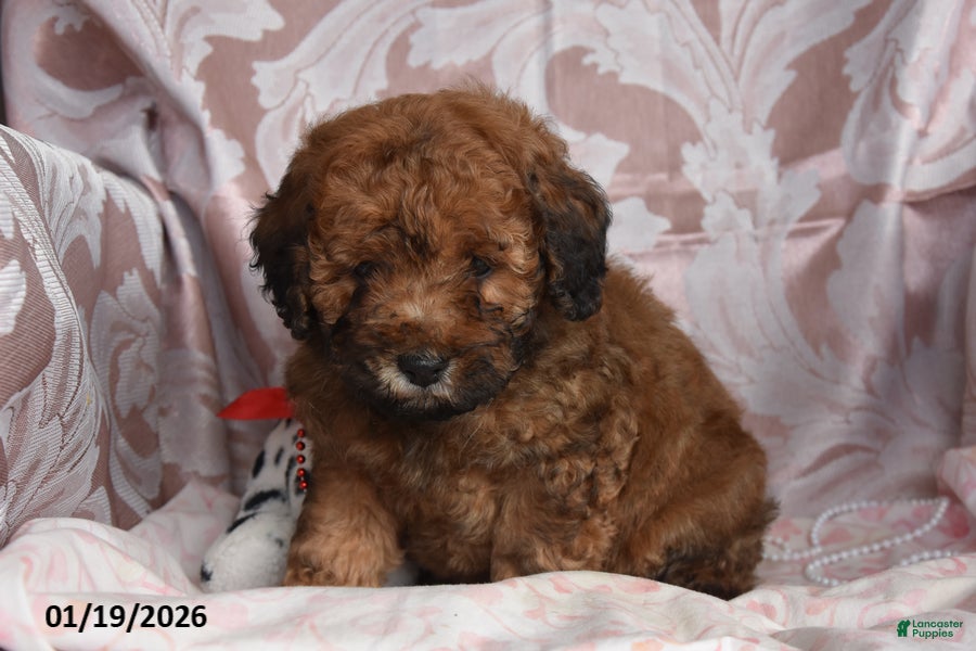 Cockapoo dogs Melvin - Ad 38