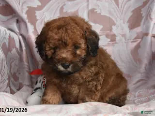 Cockapoo dogs Melvin - Ad 38