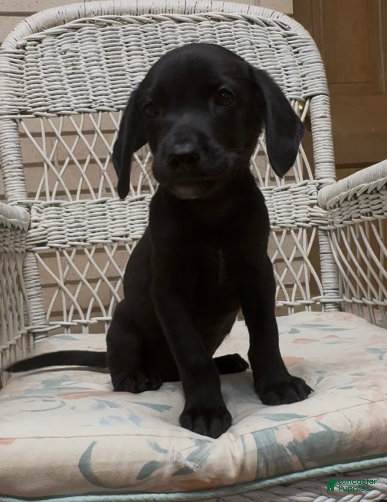 Labrador Retriever dogs for sale: Labrador Retriever Jackie - Ad 63