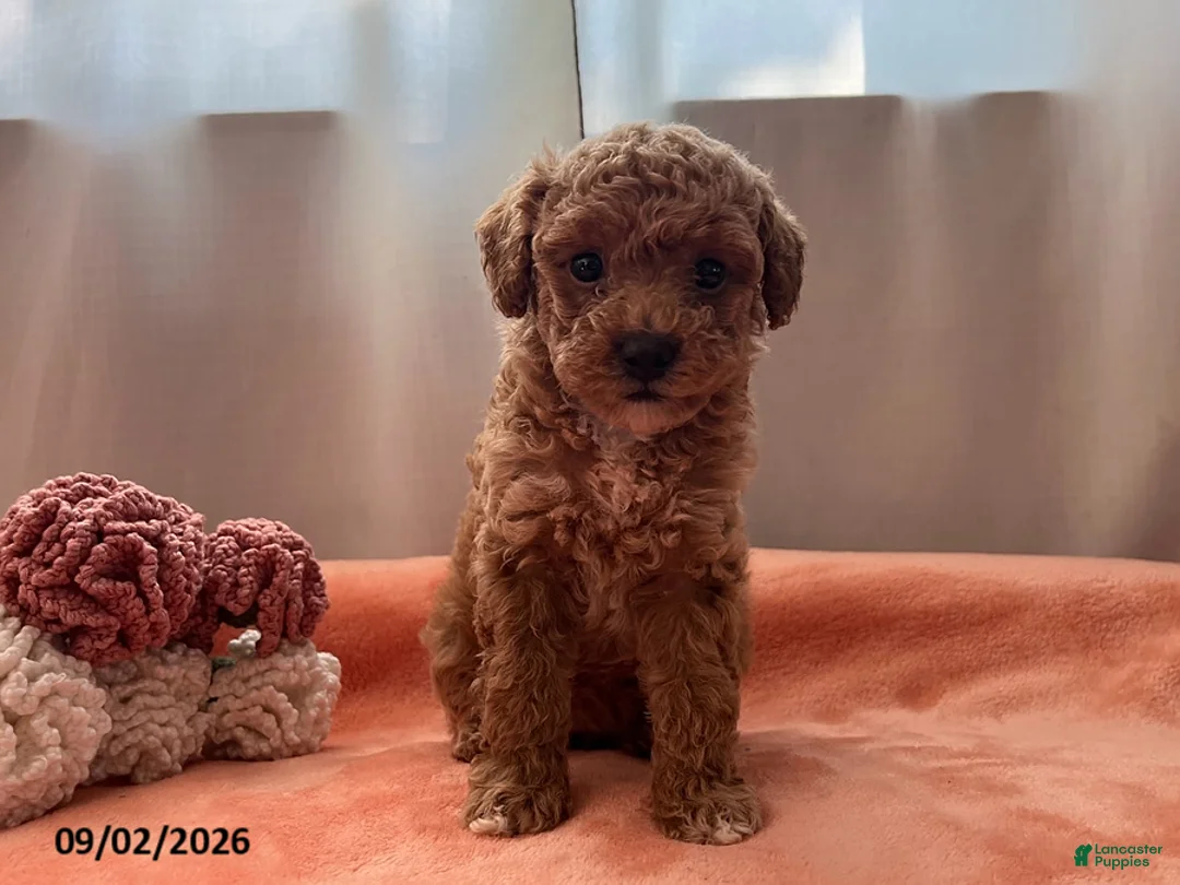 Miniature Poodle dogs for sale: Tilly - Ad 2