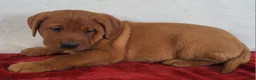 Labrador Retriever dogs for sale: Rowan - Ad 6