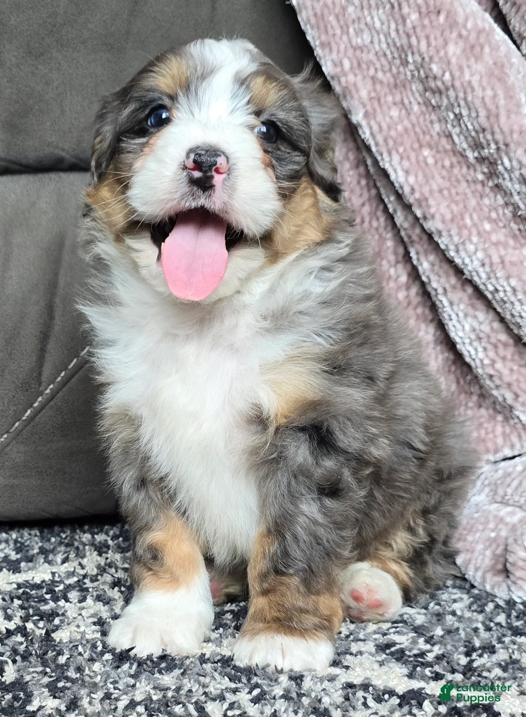 Mini Bernedoodle dogs for sale: Mini Archie - Ad 19