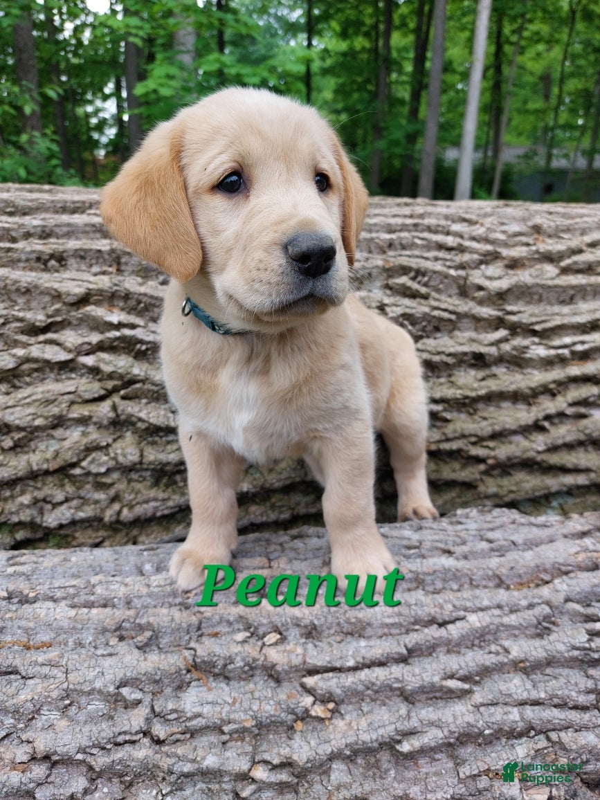 Goldador dogs Peanut - Ad 4