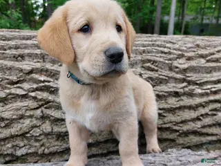 Goldador dogs Peanut - Ad 9