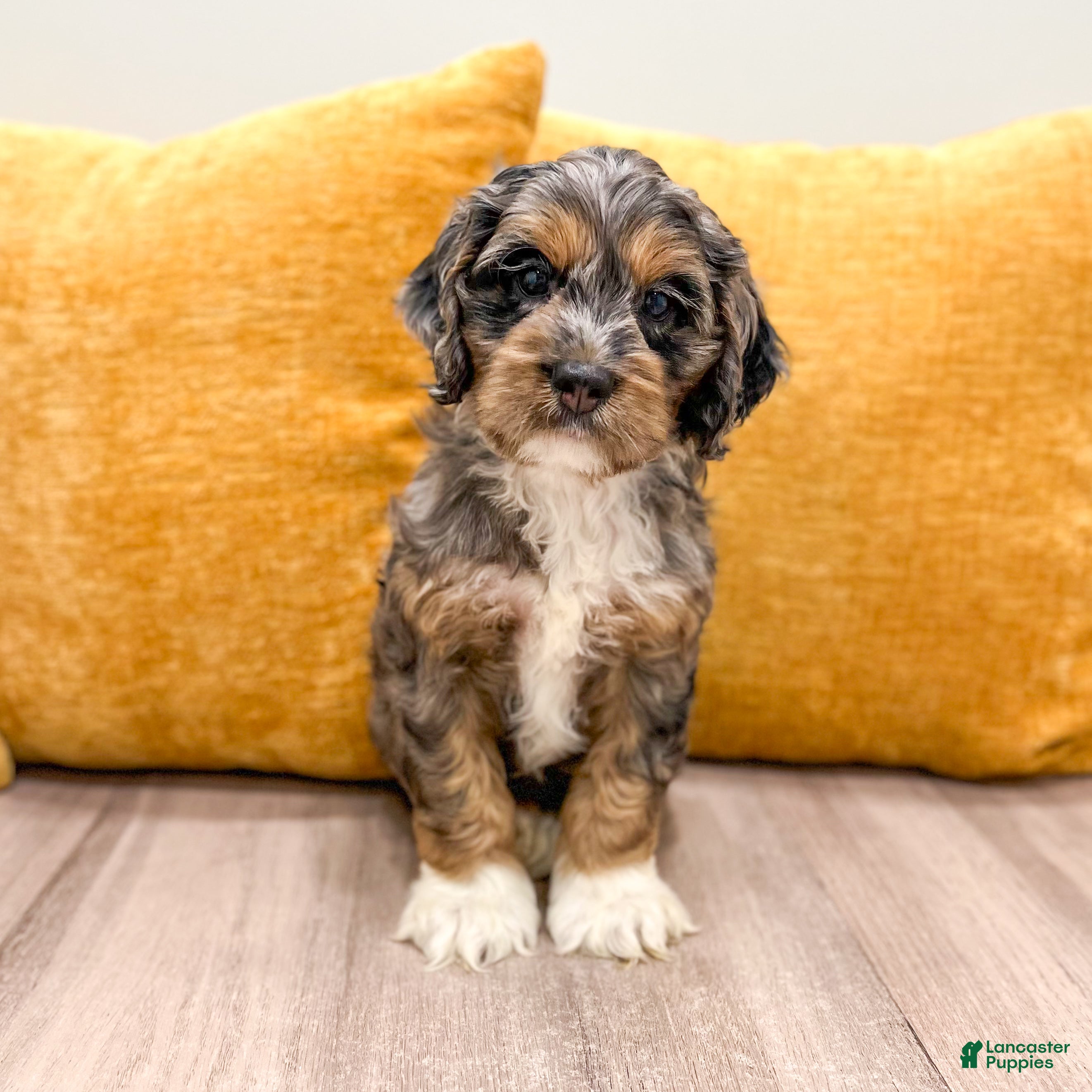 Cockapoo dogs Bear  - Ad 1