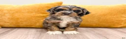 Cockapoo dogs for sale: Bear  - Ad 1