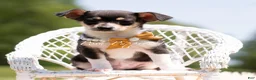 Chihuahua dogs for sale: Sunnybun - Ad 4